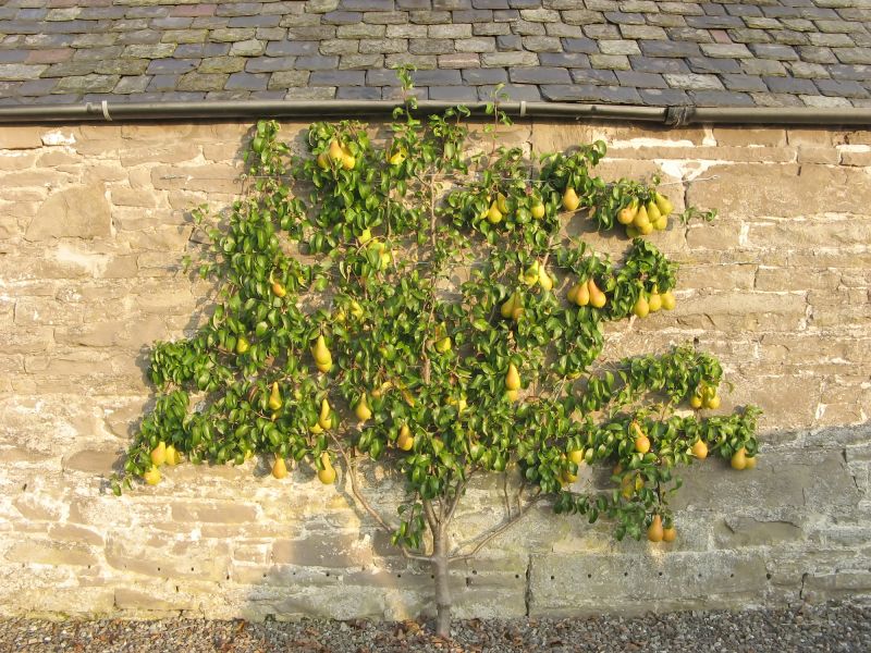 Pear Trees Pruning