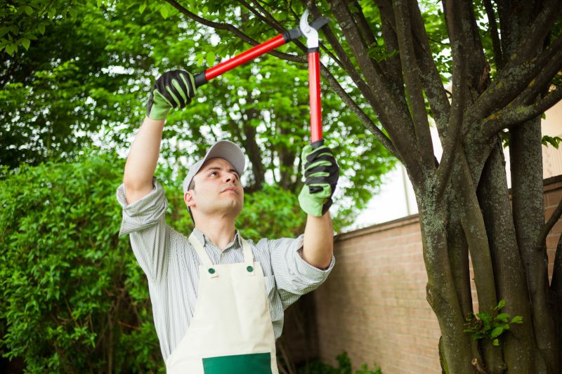Tree Inspection by an Arborist