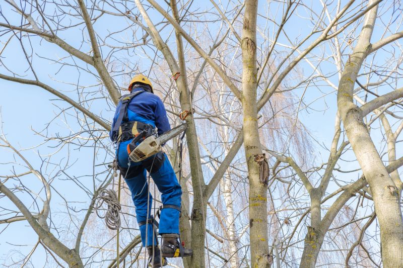Trimming Large Shade Trees