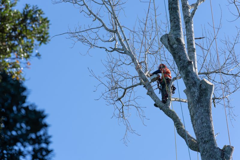Tree Trimming Equipment in Action