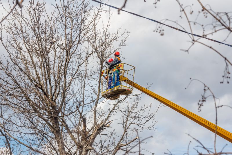 Winter Tree Trimming
