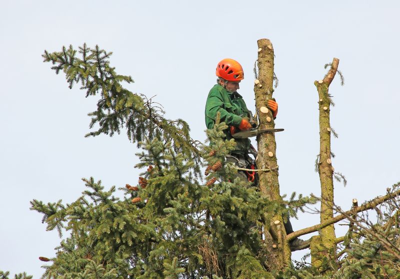 Tree Trimming in Action