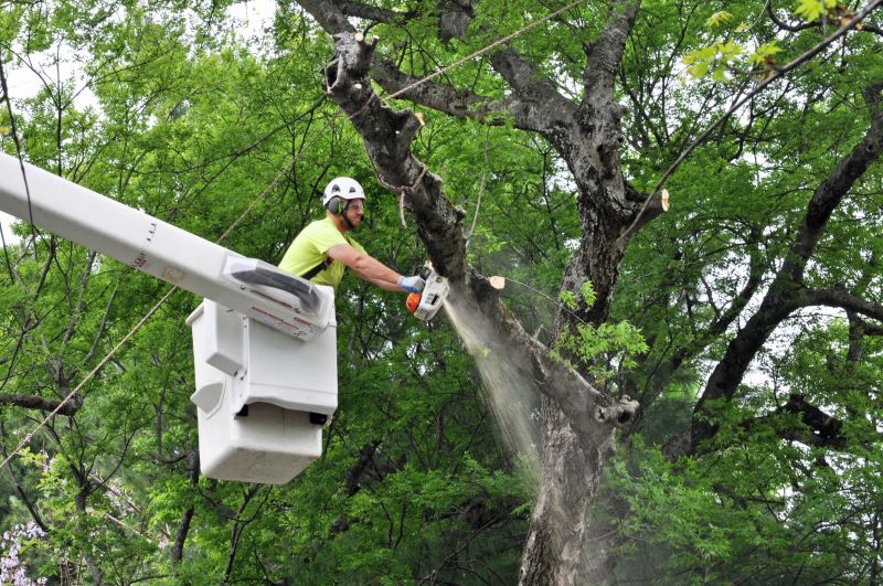 Tree Maintenance Crew