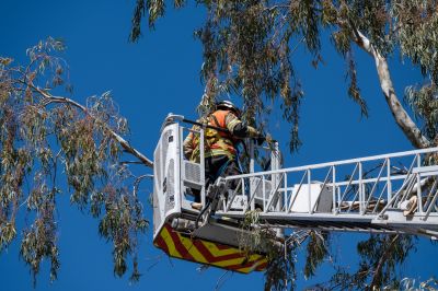Emergency Tree Services