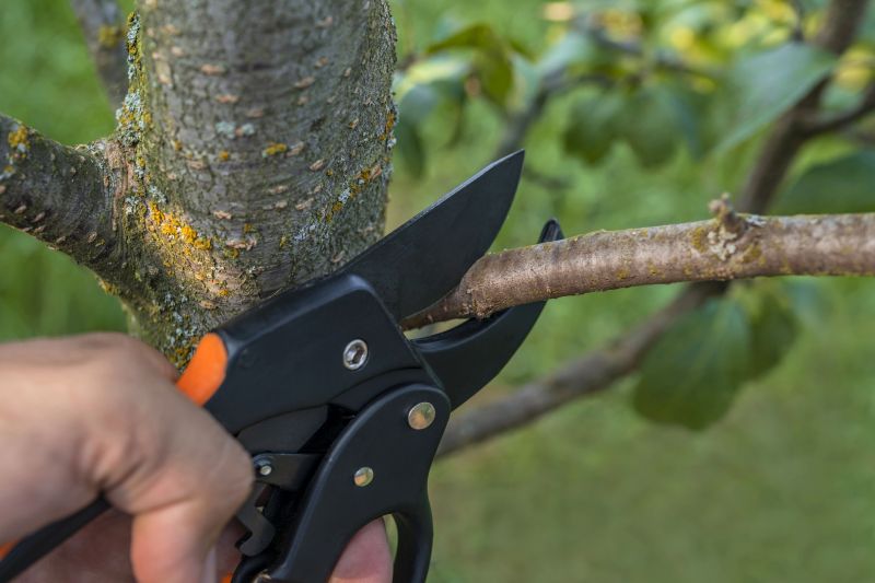 Avoid Summer Pruning
